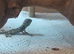 Baby beardies