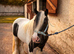 13.2hh cob gelding