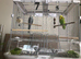 Tame Exhibition Budgie for sale