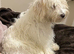 Toy poodle x Cotton de Tulear for sale