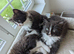 Magical Ragdoll kittens