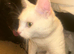 Male white kitten