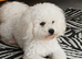 Bichon Frise for sale