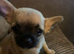 Apple head bitch puppy