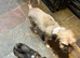 Tibetan Terrier puppy