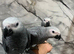 Friendly Baby HandReared Super Tame Cuddly Male African Grey Parrot,22