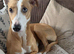 Red and white lurcher one blue eye