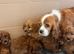 Beautiful Cavapoo Puppies