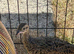 Male Kala teetar chick for sale