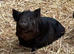 Kune Kune Girls Ready To Leave 4th September at 9 weeks old :)