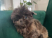 Imperial Female Shih Tzu