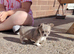 Long coat chihuahua puppies