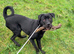 Rottie x corso