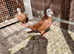 Afghan pigeon