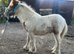 2 colt foals