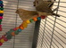Young Baby Zebra Finches Cocks and Hens