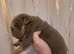 British bulldog pups
