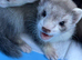 Ferret kits