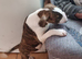 Bullterrier puppy