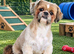 Stud Shih-Tzu Proven