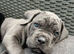 Cane Corso Puppies – 3 Females & 1Males