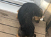 Female Black and tan Jackrussel terrier