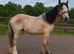 Buskin traditional cob gelding
