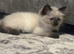 Ragdoll kittens ready now