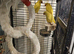 Lutino ringneck