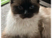 Male seal point ragdoll for sale