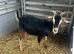 Boer cross nanny’s