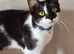 Beautiful Friendly Girl Looking For Loving Home