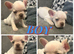 2 French bulldogs puppies KC registered