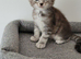 Tica registered maine coon kittens