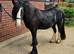 Lovely 3yr cob gelding