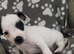2 puppy jack russells