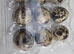 fertile quail eggs
