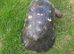Adult male Marginated Tortoise x3