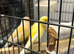 4 Canaries