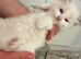 Ragdoll kittens male bio colour