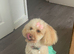 COCKAPOO PUPPIES SOON