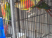 Pineapple Conures
