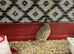 Jumbo Quail chicks