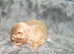 F1 Adorable Maltipoo Puppies