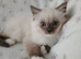 Ragdoll Kittens** READY NOW **