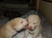 Chowdaneski puppies!