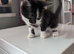 Kittens for sale