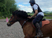 Toto super Welsh cob gelding allrounder