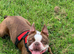 Female Boston Terrier