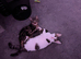 2 tabby kittens